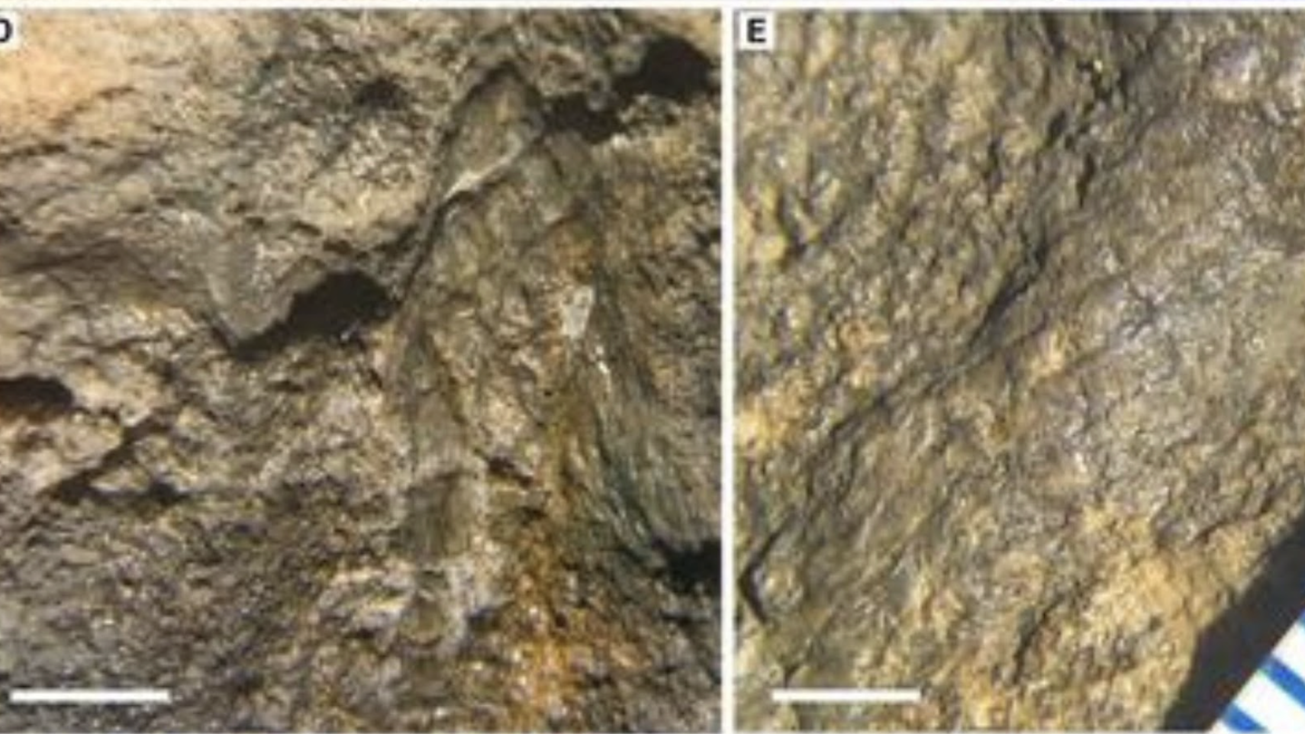 The image is an extremely close up of a fossil, showing a brown and textured surface